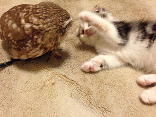 Illustration for article titled When a Cat and an Owl Develop a Beautiful Friendship